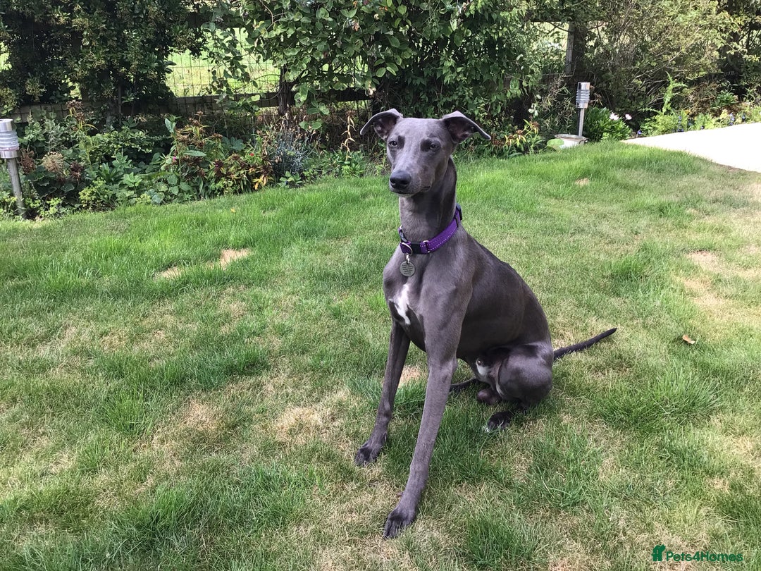 Whippet dogs for sale: Male Whippet puppy  - Image 6