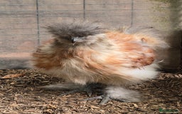Chickens poultry for sale: Partridge Silkie cockerel  - Image 2