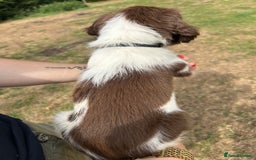 English Springer Spaniel dogs for sale: KC Working Springer Spaniel Puppies - Image 13