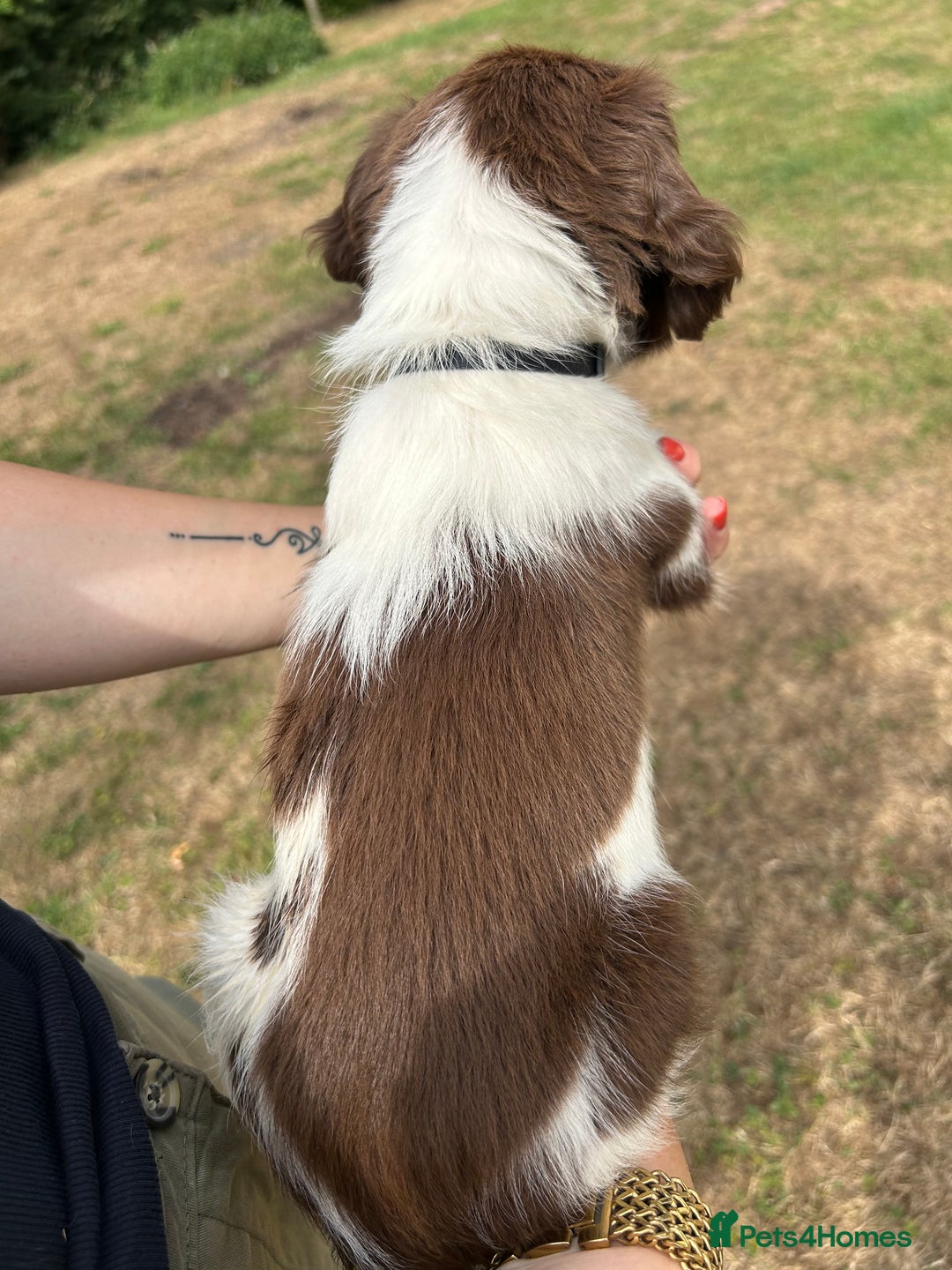 English Springer Spaniel dogs for sale: KC Working Springer Spaniel Puppies - Image 13