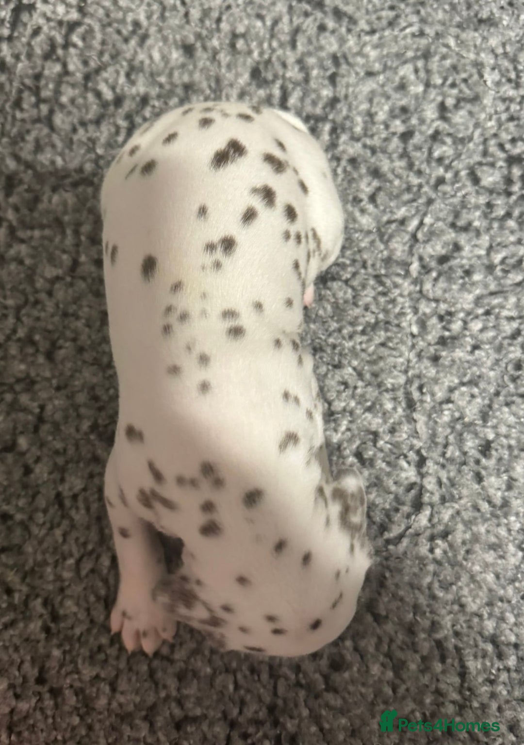 Dalmatian dogs for sale: Liver spotted Dalmatians  - Advert 3