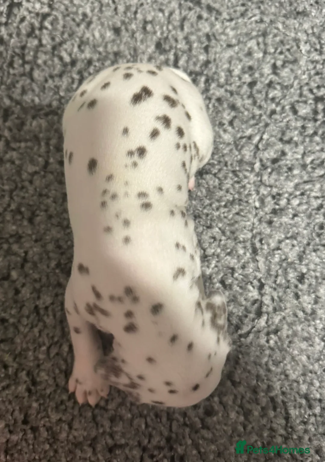 Dalmatian dogs for sale: Only 1 boy available  - Advert 15