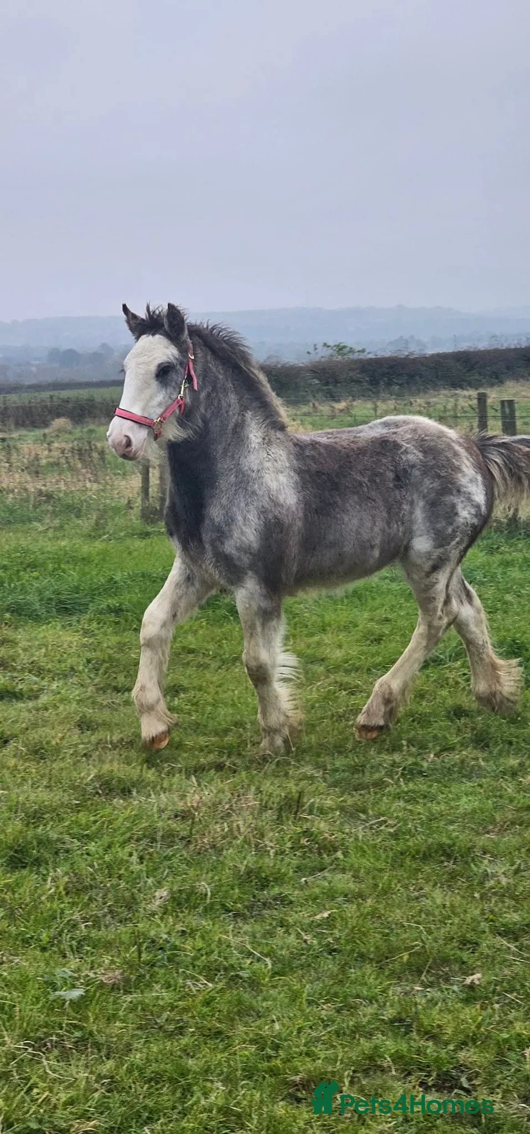 Irish Cob horses for sale: Blue blagdon filly  - Advert 4