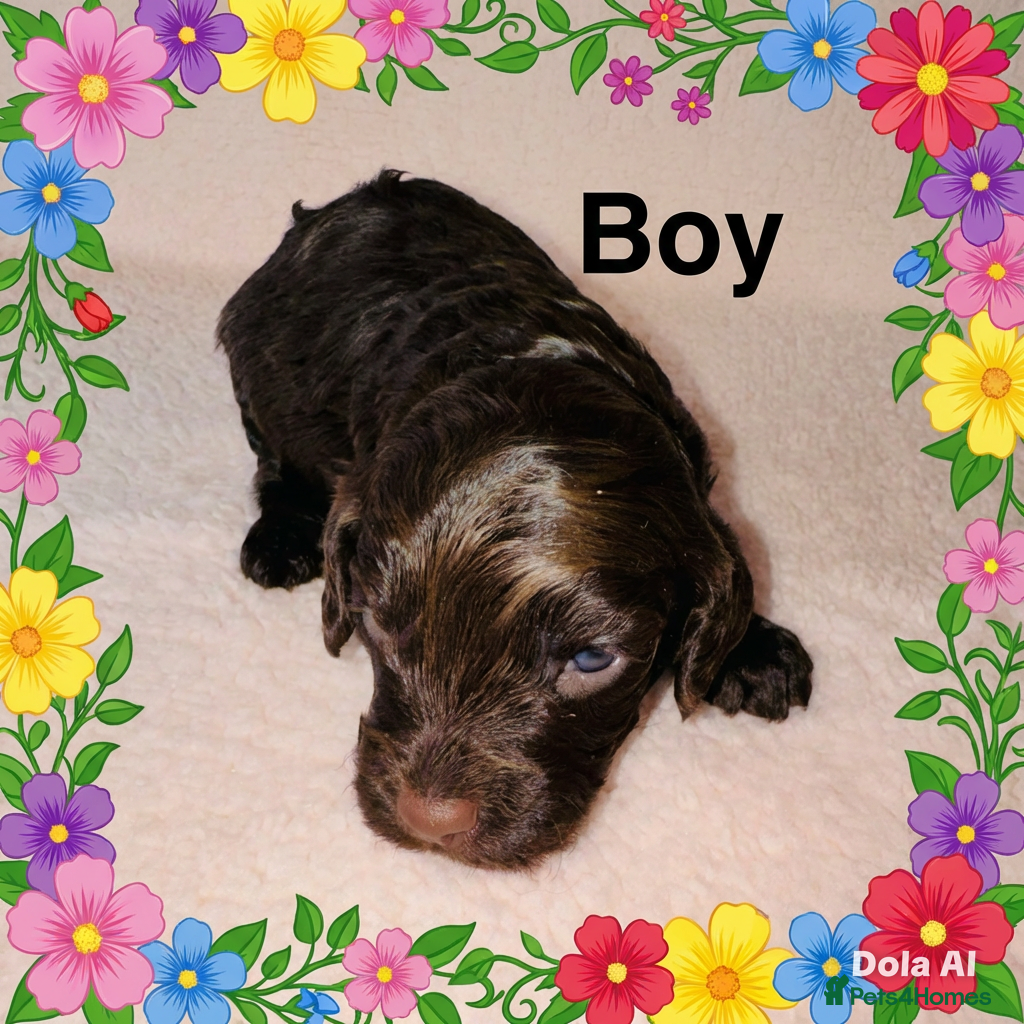 Cockapoo dogs DNA TESTED, Last chocolate boy, Read 28th April - Advert 2