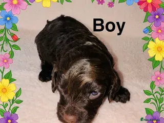 Cockapoo dogs DNA TESTED, Last chocolate boy, Read 28th April - Advert 2