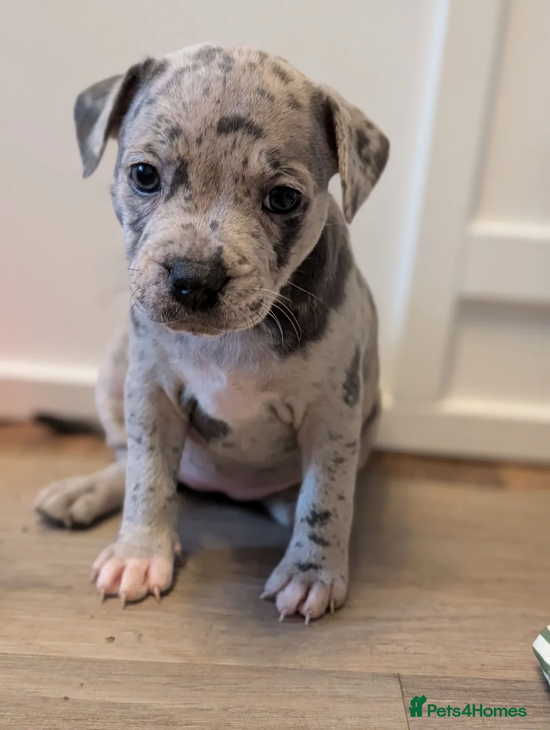 Staffordshire Bull Terrier dogs for sale: Merle and blue Staffordshire bull terrier puppies  - Advert 1