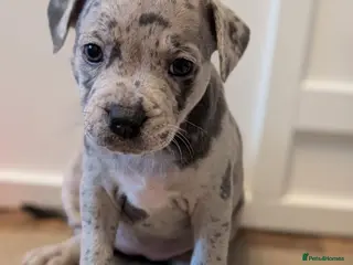 Staffordshire Bull Terrier dogs Merle and blue Staffordshire bull terrier puppies - Advert 1