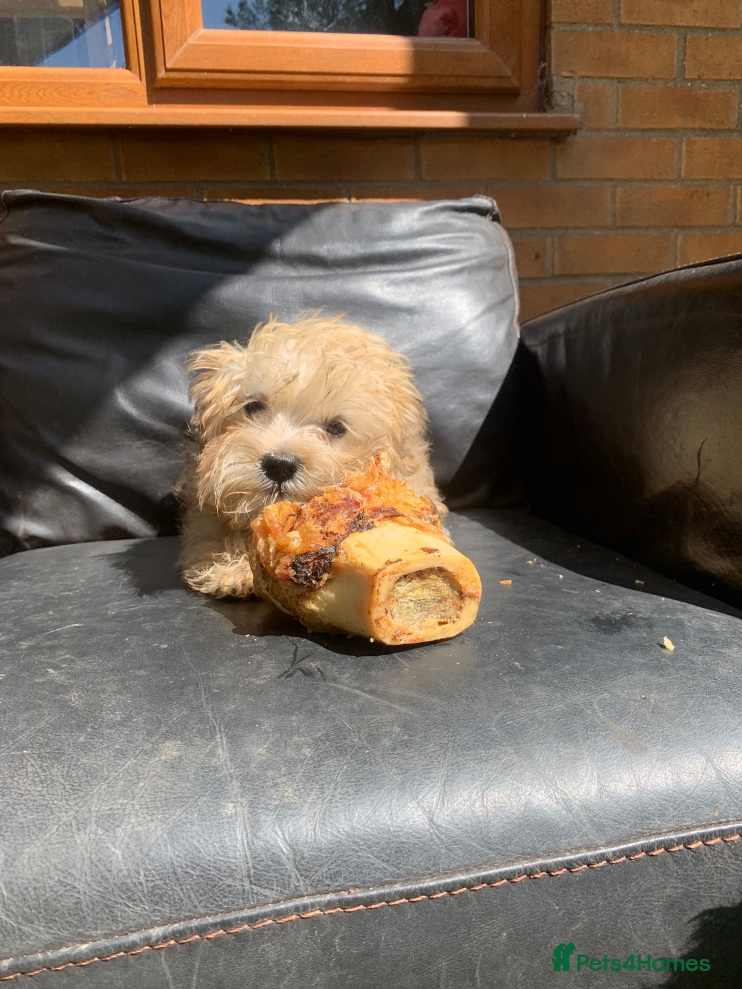 Morkie dogs for sale: Teacup Teddybear babies  - Image 11