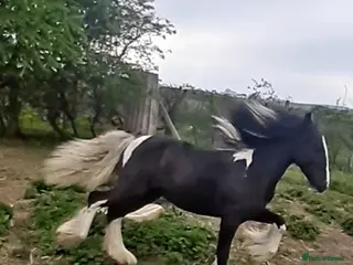 Irish Cob horses Stunning coloured cob colt - Advert 1