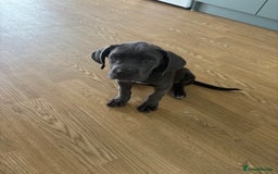 Cane Corso dogs for sale: Cane Corse Female  - Image 8