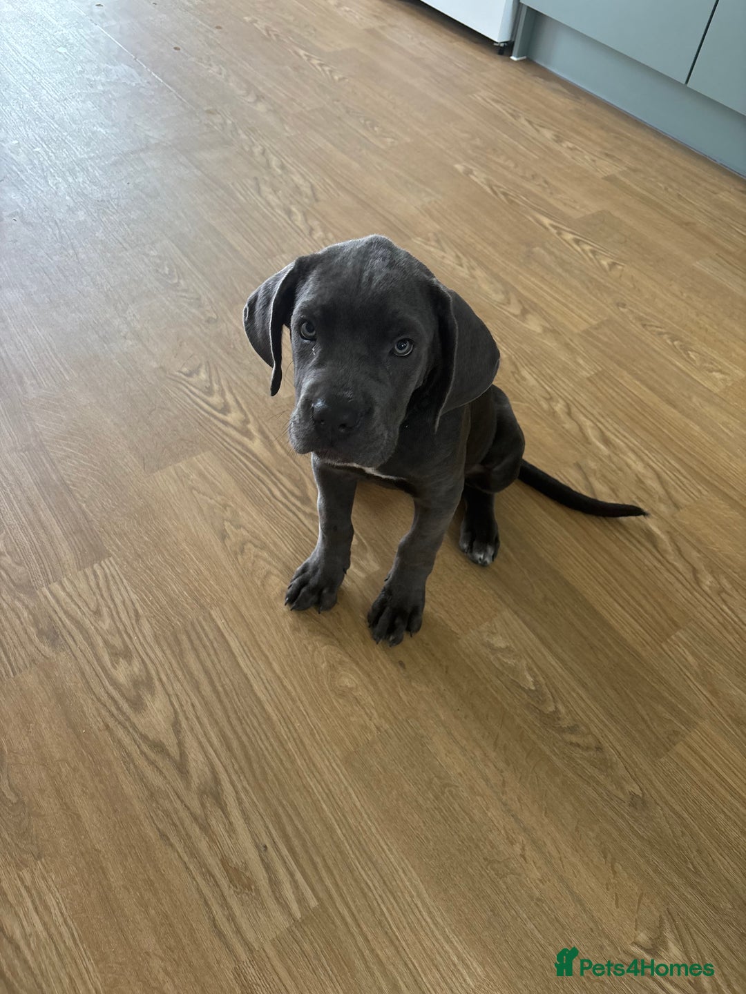 Cane Corso dogs for sale: Cane Corse Female  - Image 8
