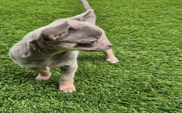 Chihuahua dogs for sale: Chihuahua female puppies  - Image 16