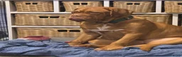 Dogue De Bordeaux dogs for sale: 7 month old female  - Advert 2