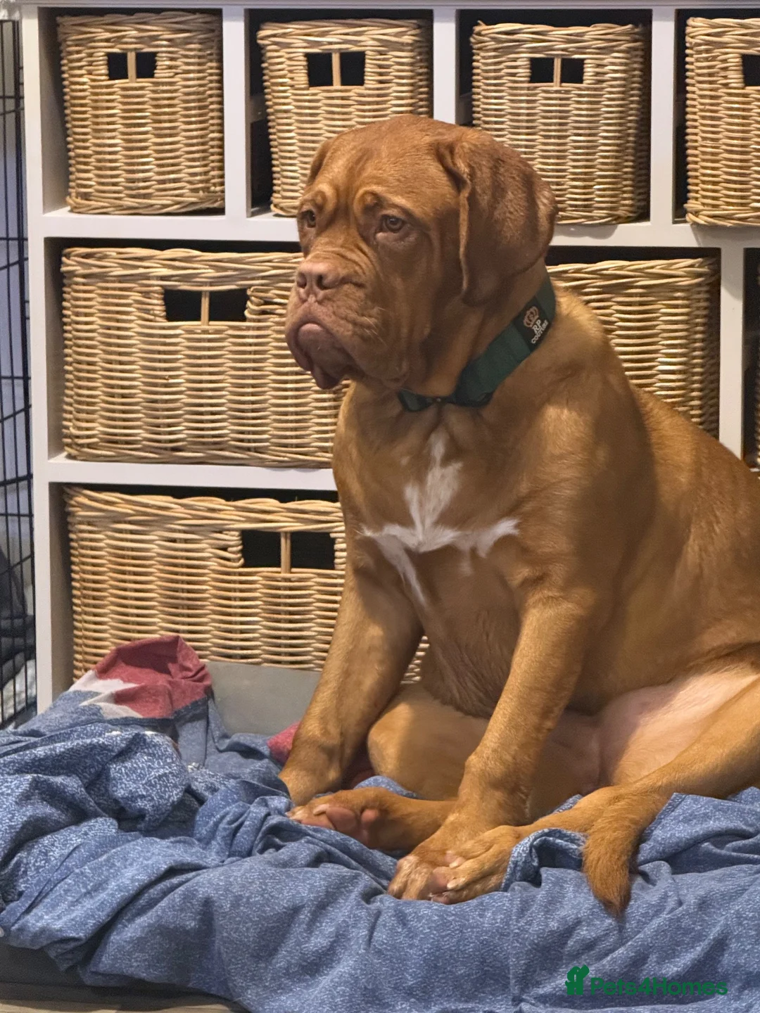 Dogue De Bordeaux dogs for sale: 7 month old female  - Advert 2