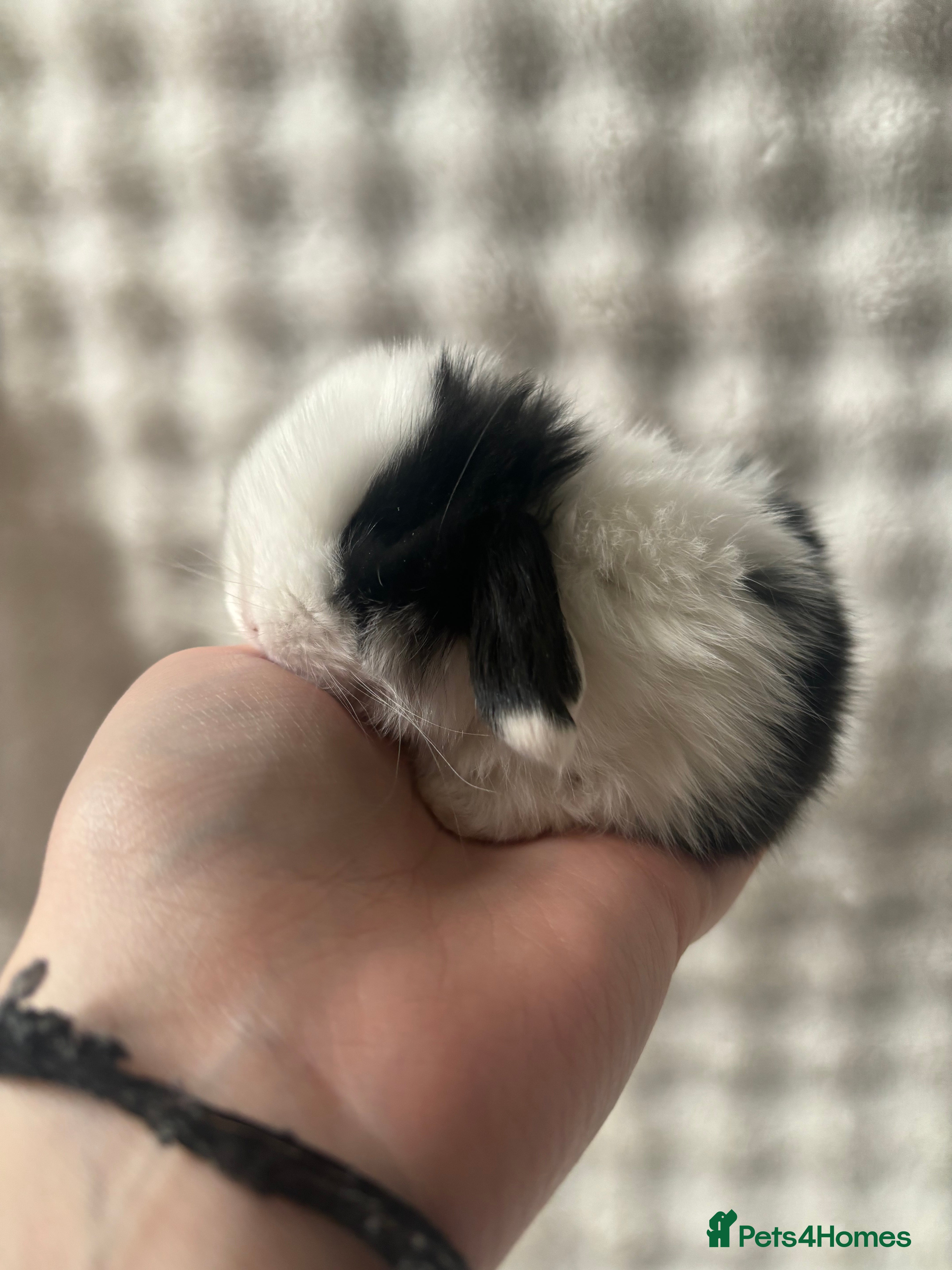 Mini Lop rabbits Beautiful Pure Bred Mini Lops - Advert 3