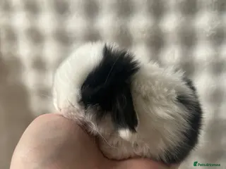 Mini Lop rabbits Beautiful Pure Bred Mini Lops - Advert 3