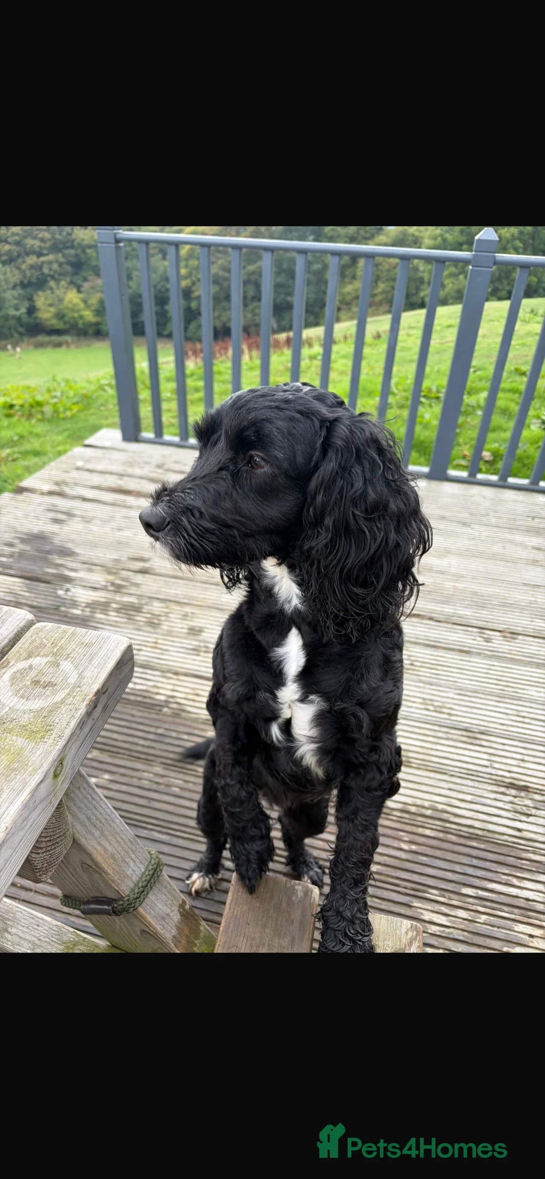 Cockapoo dogs for sale: Cockapoo puppies - Advert 3