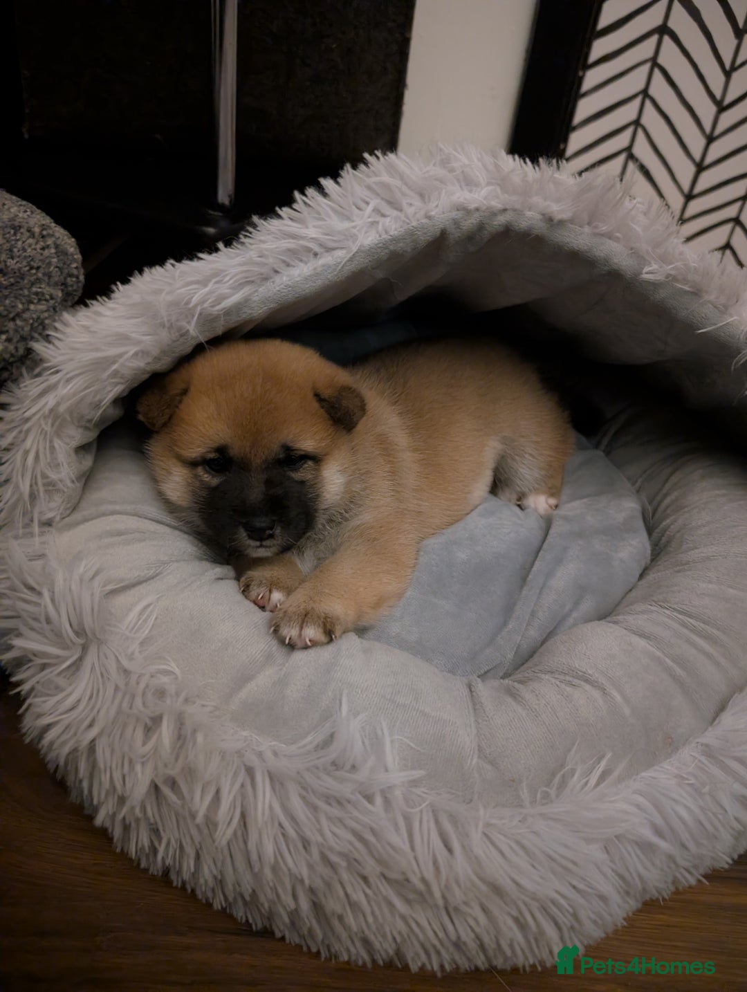 Japanese Shiba Inu dogs for sale: Lovely Shiba Inu Puppies, Last One Left - Advert 15