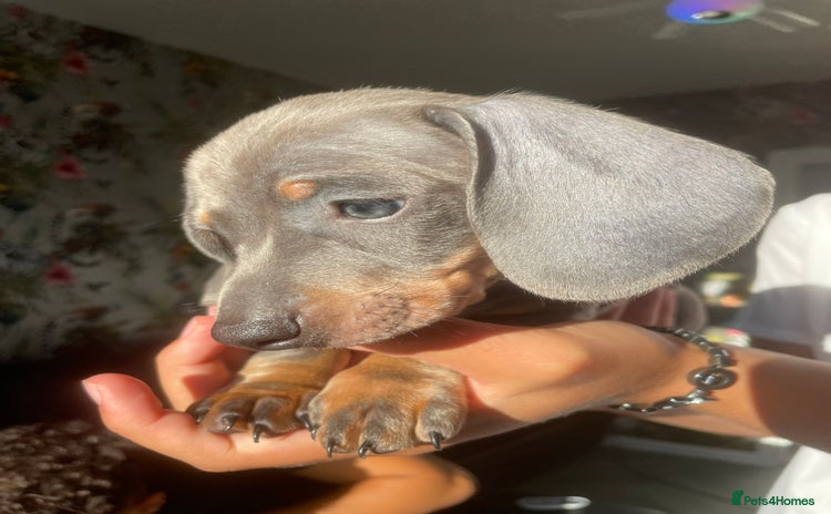 Miniature Dachshund dogs - Advert 13