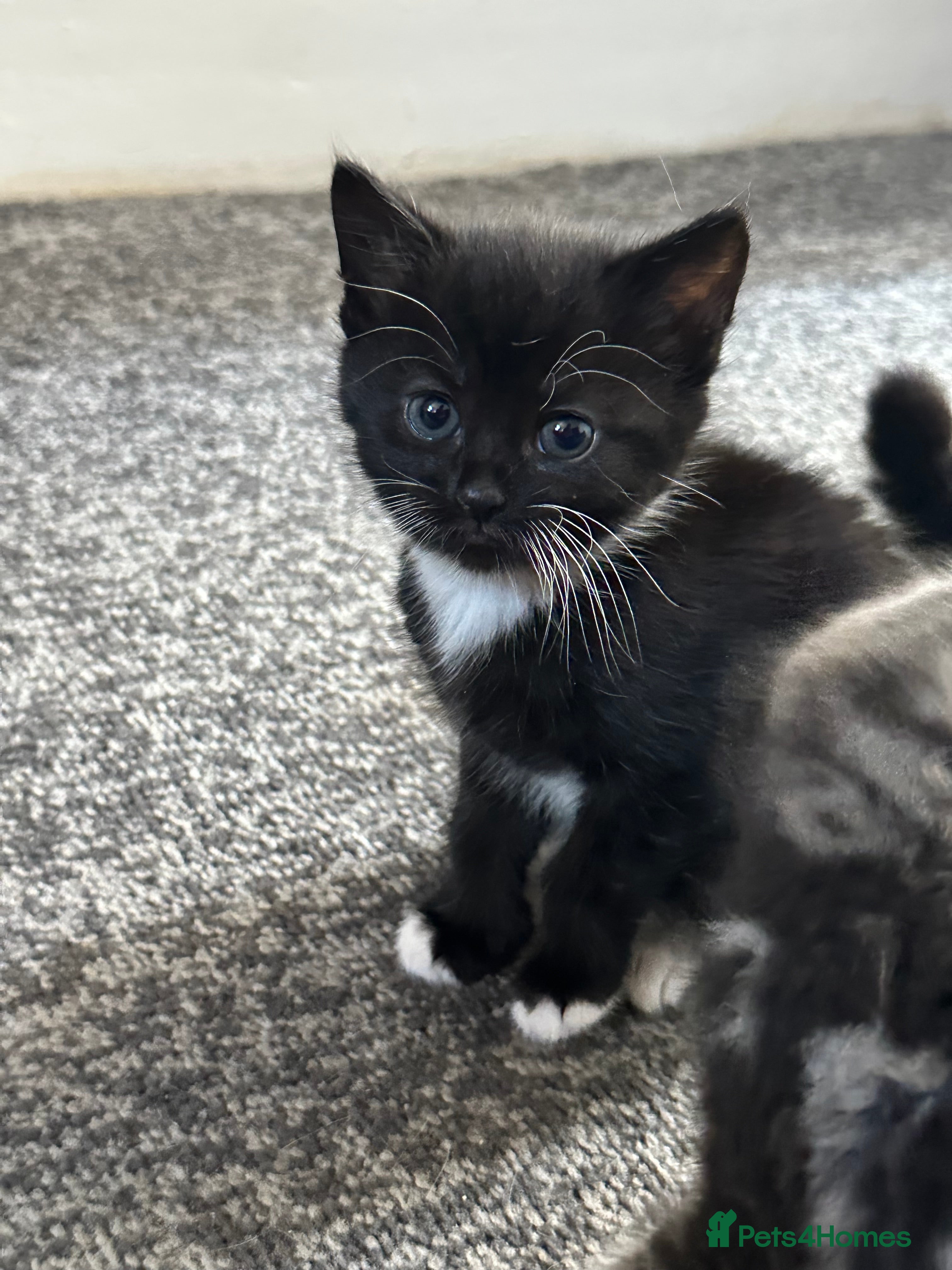 Mixed Breed cats Beautiful Kittens Ready for Loving Homes - Advert 1