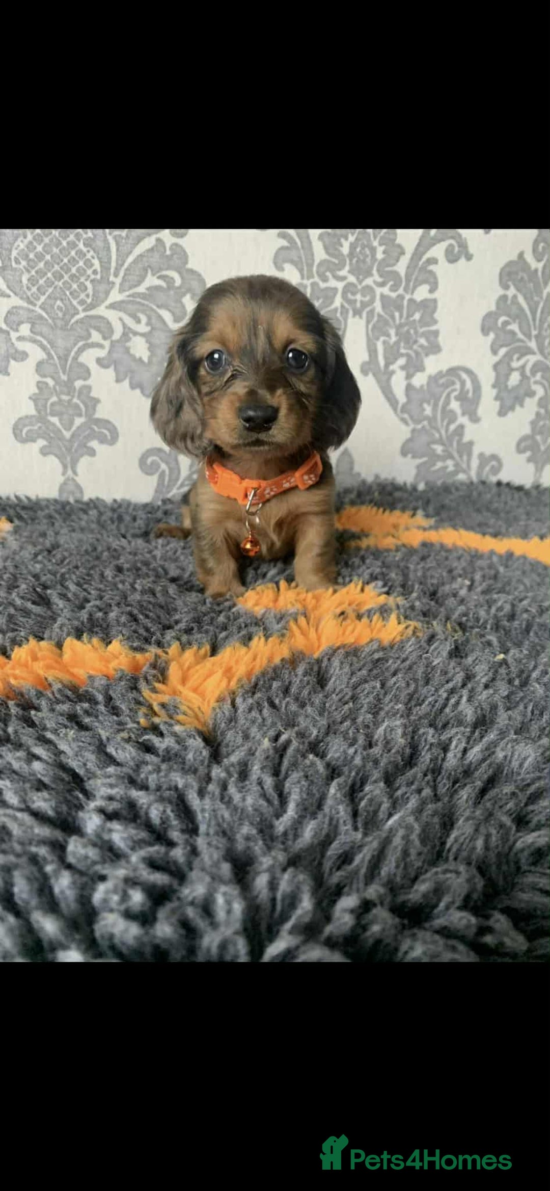 Miniature Dachshund dogs for sale: Kc miniature dachshund  - Image 5