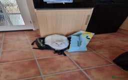 European cats for sale: White the Cat is Looking for a Loving Home - Image 5