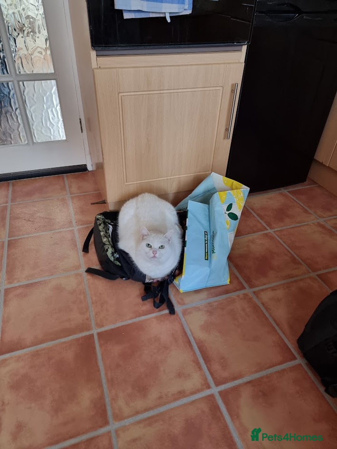 European cats for sale: White the Cat is Looking for a Loving Home - Image 5