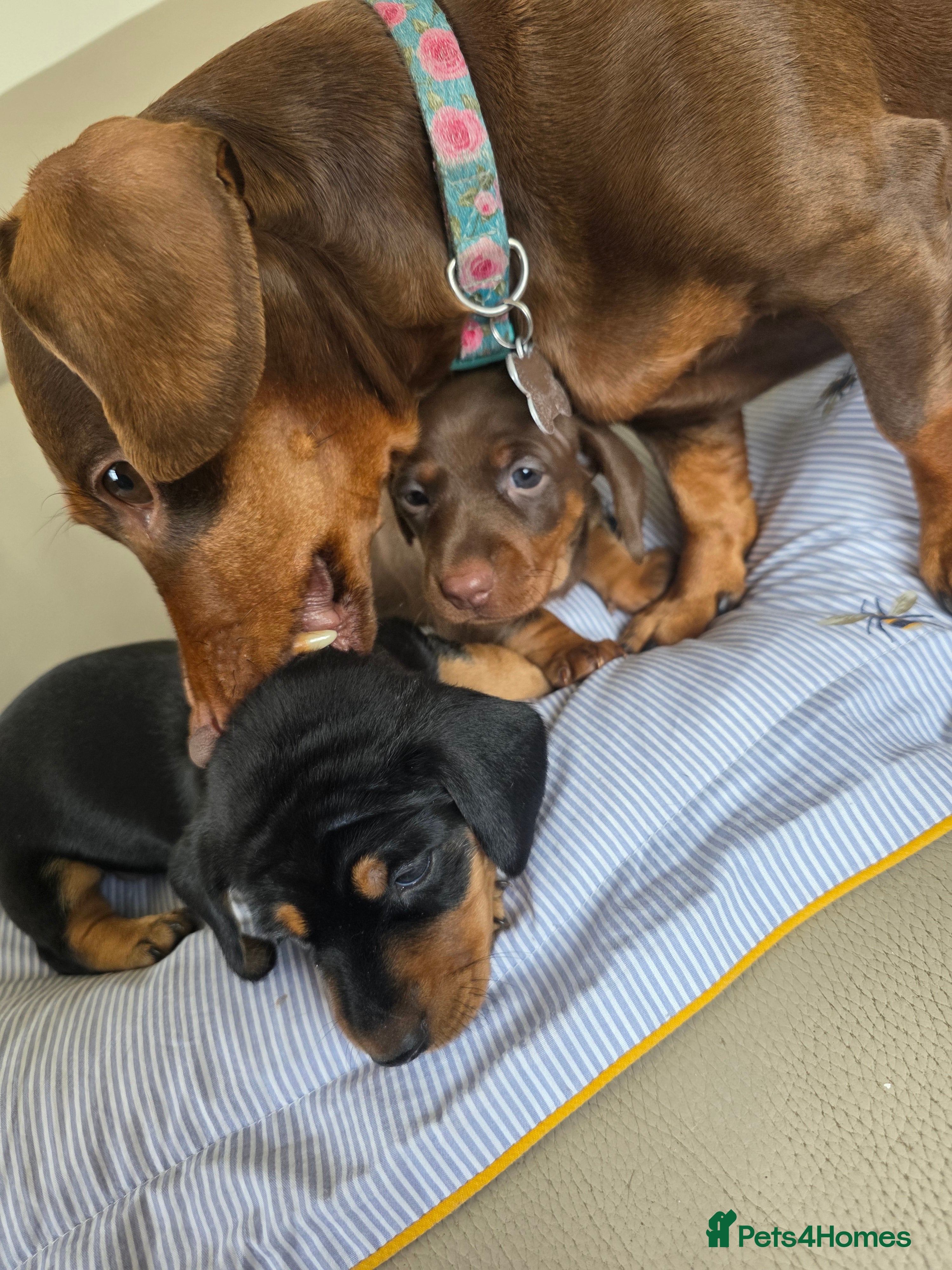 Miniature Dachshund dogs 2 female mintiure dachshund ready soon - Advert 1