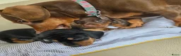 Miniature Dachshund dogs for sale: 2 female mintiure dachshund ready soon - Advert 1