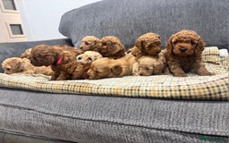 Cockapoo dogs for sale: BEAUTIFUL F1B COCKAPOO PUPS - Image 2