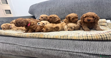 Cockapoo dogs - Advert 2