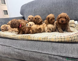 Cockapoo dogs - Advert 2