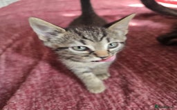Mixed Breed cats for sale: Beautiful kittens  - Image 19
