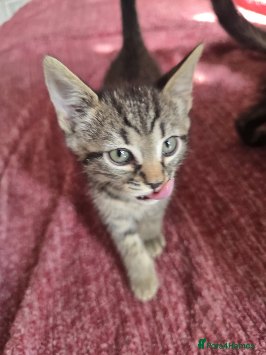Mixed Breed cats for sale: Beautiful kittens  - Image 19