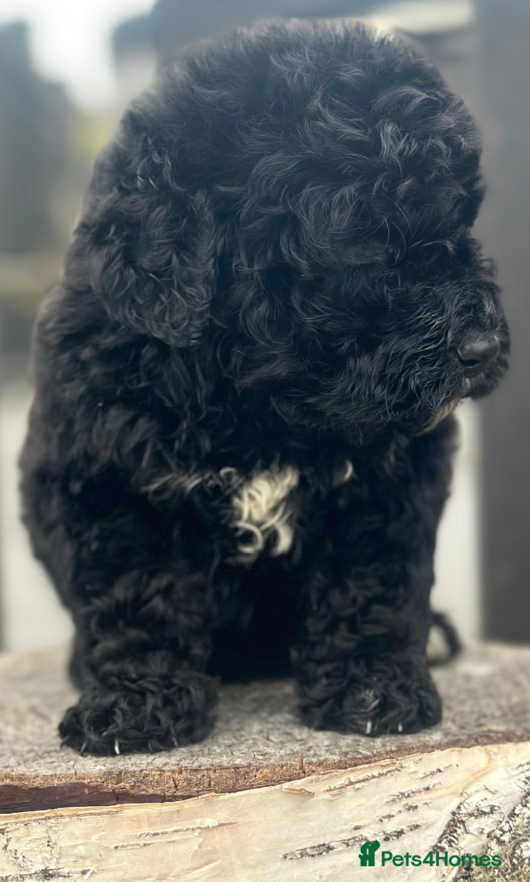 Bernedoodle dogs for sale: F1 STANDARD BERNADOODLE BOY AND GIRL AVAILABLE - Image 6