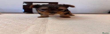 Yorkshire Terrier Puppy 3- Girl 2