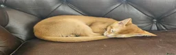 Abyssinian cats for sale: Abyssinian kittens - Advert 8