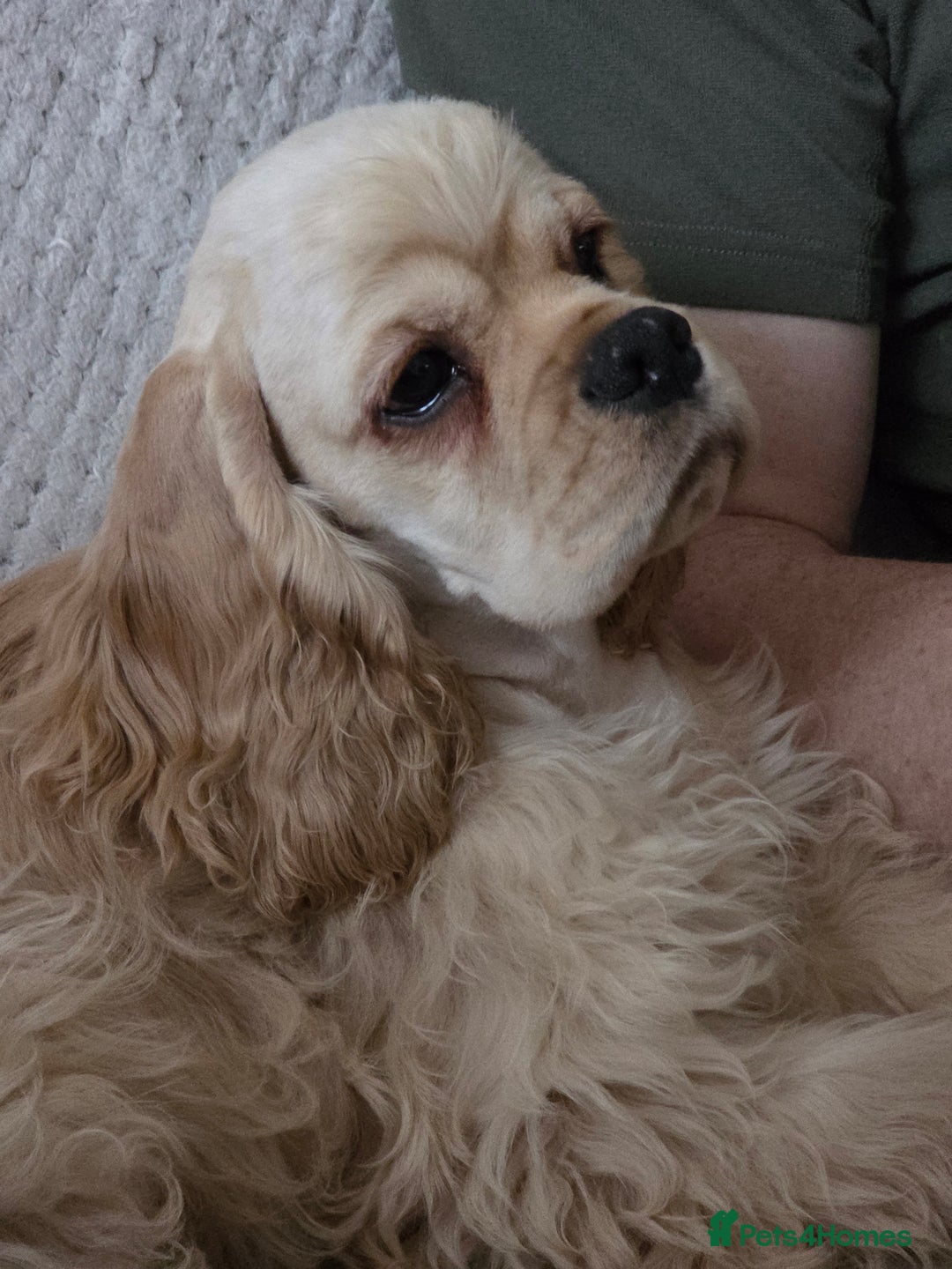 American Cocker Spaniel dogs for sale: Stunning Anerican Cocker spaniels girl - Advert 36