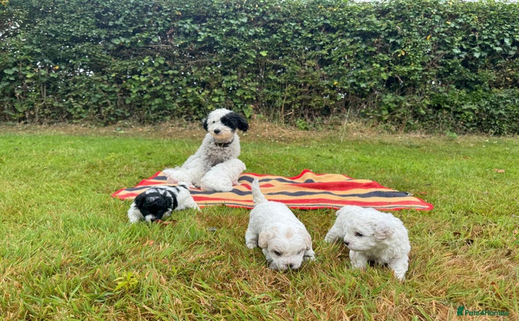 Mixed Breed dogs - Advert 1