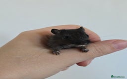 Gerbil rodents for sale: Friendly baby gerbils ready for new homes! - Image 4