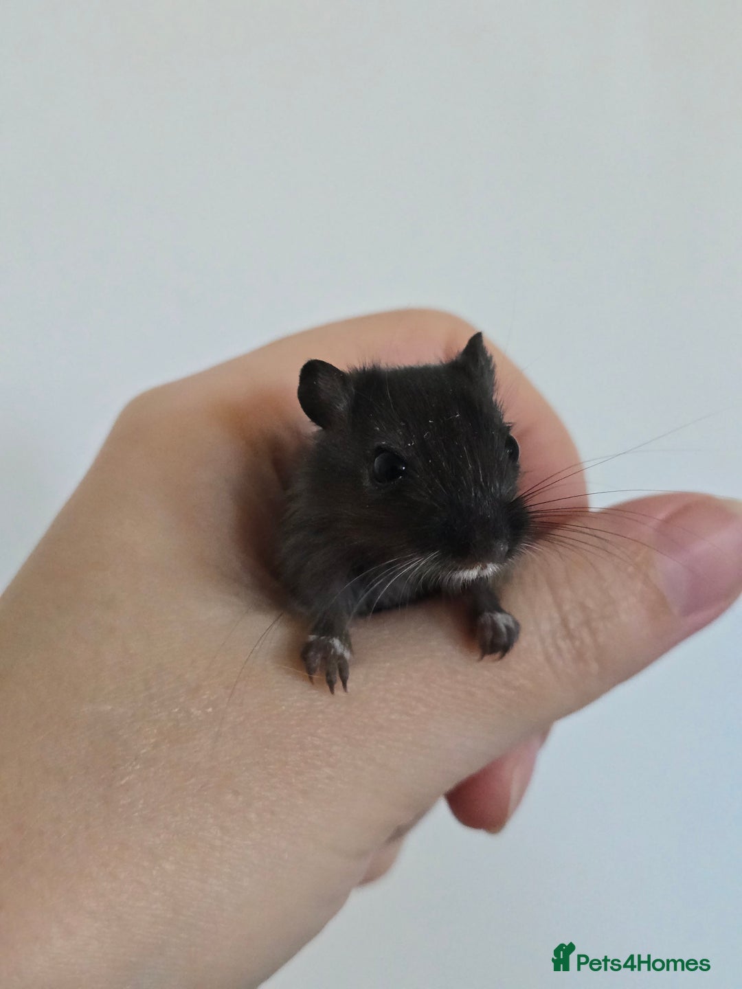 Gerbil rodents for sale: Friendly baby gerbils ready for new homes! - Image 4