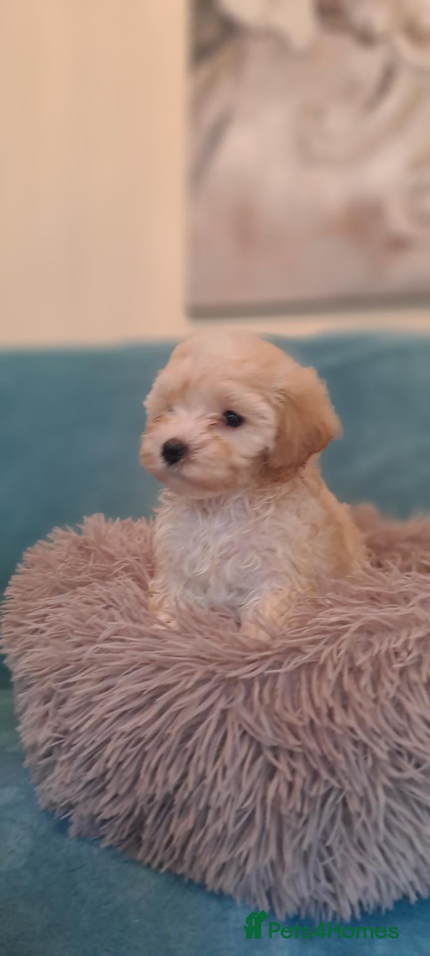 Maltipoo dogs Maltipoo puppies  - Advert 13