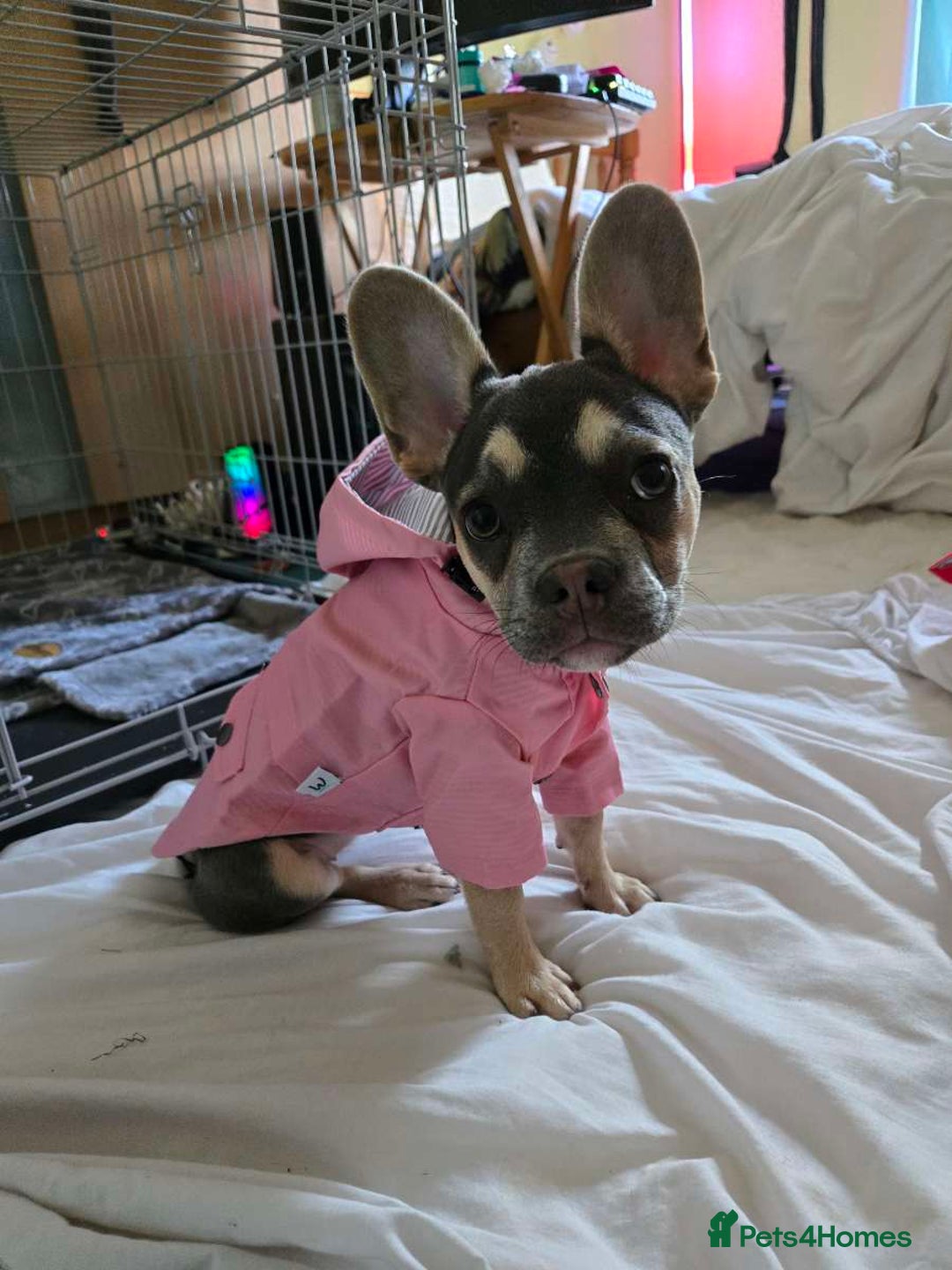 French Bulldog dogs for sale: Female 6 months old French bulldog - Image 2