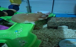 Hamster rodents for sale: Syrian hamster with full set up - Image 2