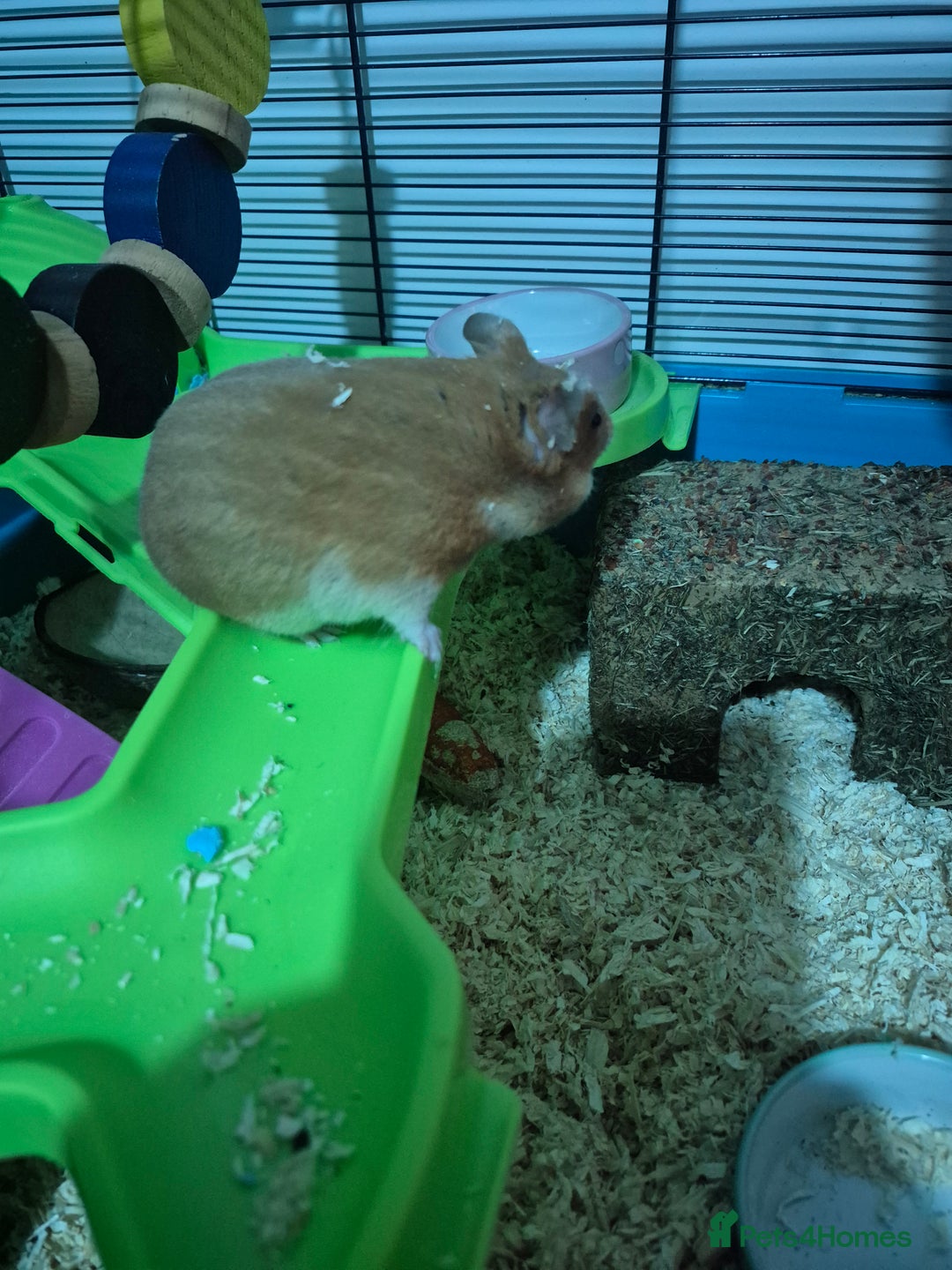 Hamster rodents for sale: Syrian hamster with full set up - Image 2