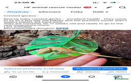 Leopard Gecko reptiles for sale: crested geckos - possible a full setup  - Image 5