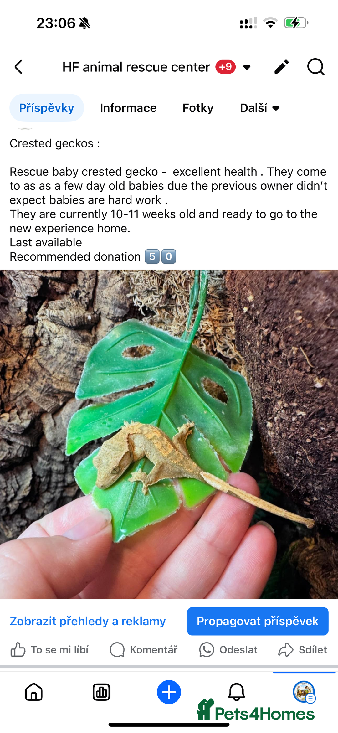 Leopard Gecko reptiles for sale: crested geckos - possible a full setup  - Image 5