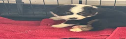 Australian Shepherd dogs for sale: Pedigree KC reg Australian Shepherd puppies - Advert 7