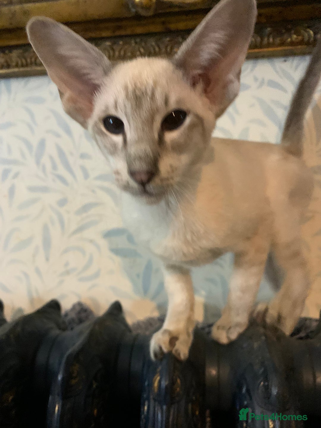 Siamese cats for sale: Blue tabby point and cinnamon tabby point boys - Image 5