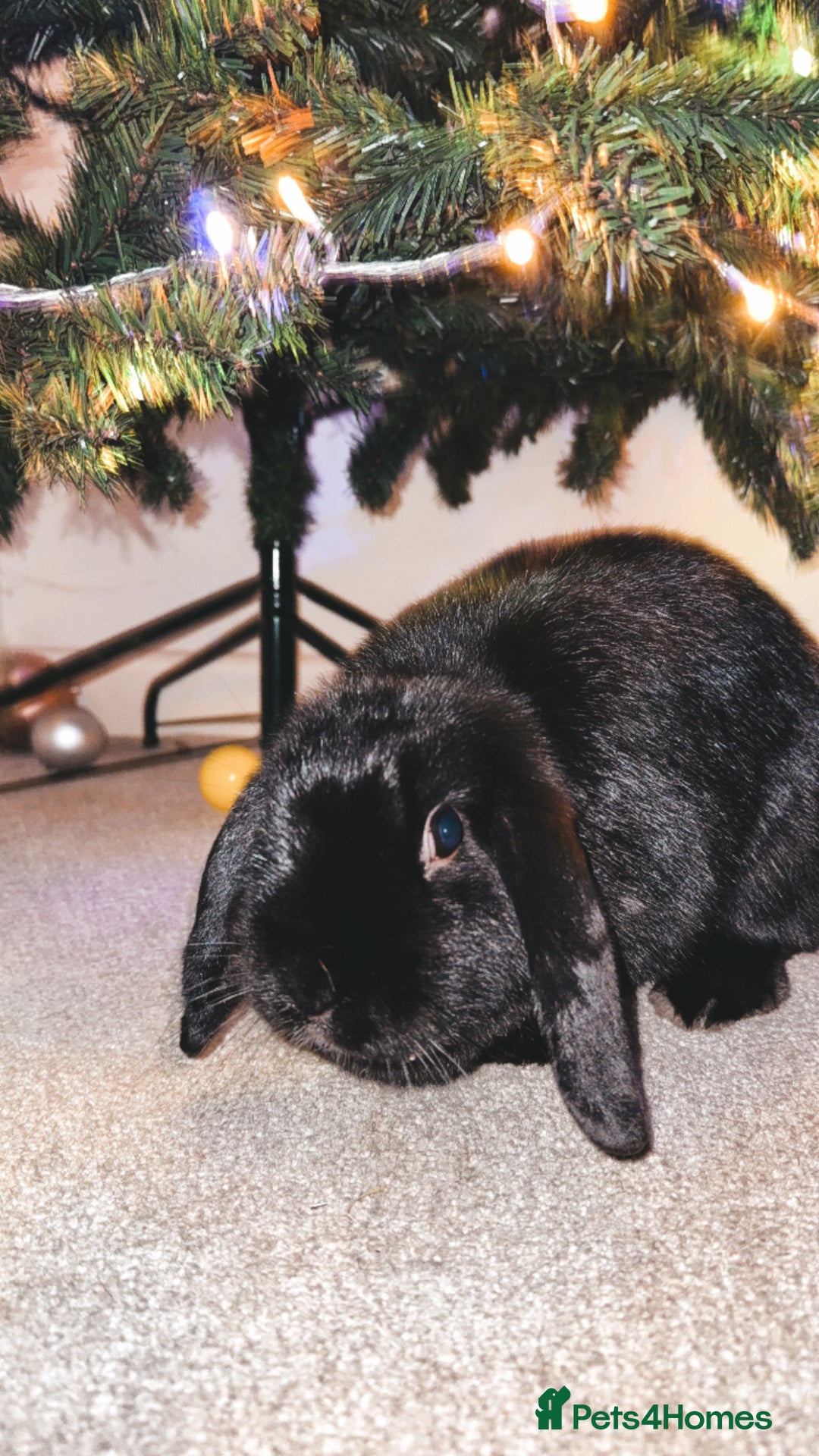 Mixed Breed rabbits for sale: Gilbert the rabbit  - Advert 2